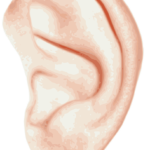 an ear